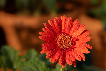 Beautiful orange gerbera flower in early morning with dew drops 