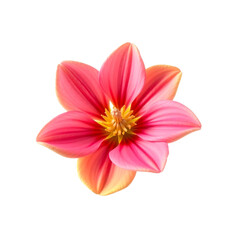 Fototapeta premium Flores rosa flower cutout background