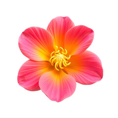Flores rosa flower cutout background