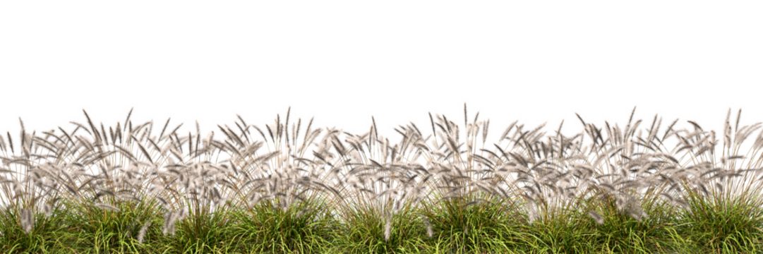 Feather furry grass fields row isolated transparent backgrounds 3d render png