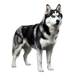 Obraz premium Siberian Husky Dog Standing with Blue Eyes on Transparent Background 