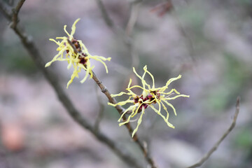ハマメリス hamamelis