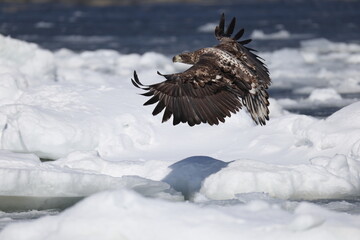 The white-tailed eagle (Haliaeetus albicilla) in Hokkaido, Japan
