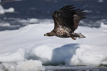 The white-tailed eagle (Haliaeetus albicilla) in Hokkaido, Japan