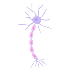motor neuron