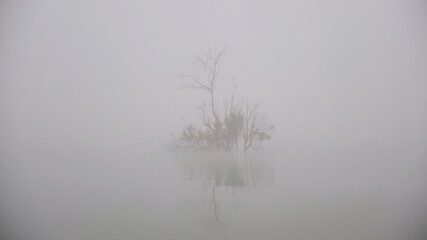 Trees in the river on foggy morning