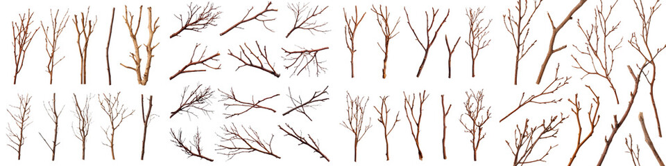 Detailed abstract composition of a forest landscape in winter with an intricate network of bare gnarled branches and twigs creating a minimalist natural pattern against a plain background