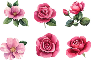 Fototapeta premium Romantic Watercolor Pink Rose Flower