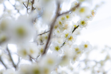 雨に濡れる梅の花と春の訪れ
