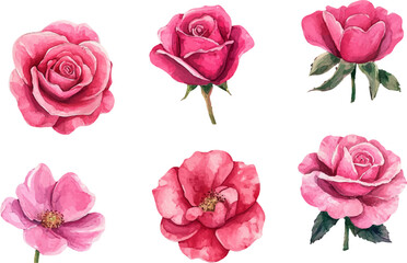 Naklejka premium Romantic Watercolor Pink Rose Flower