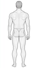 Obraz premium Anatomical Male Back Muscles