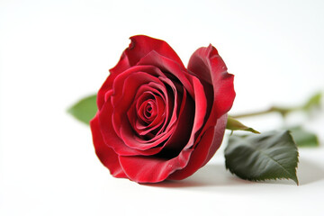 Fototapeta premium A full, single red rose on a white background