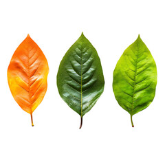 Three leaves in different shades of green and orange isolated