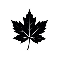 maple leaf vector illustration