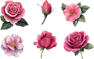 Botanical Watercolor Pink Rose