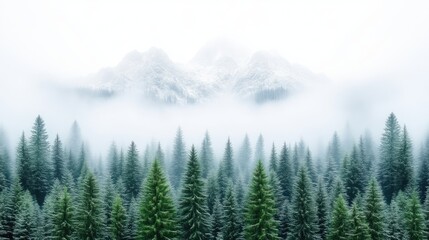 Fototapeta premium Misty mountains and pine forest