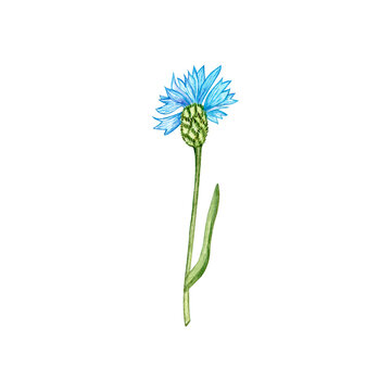 Blue cornflower flower (Centaurea cyanus, bachelor button, satchel or bluetooth). Watercolor hand-drawn illustration. Isolated on a white background.