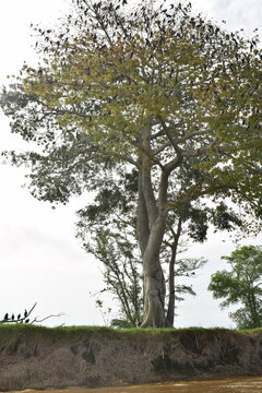 parvada de aves encima de un &aacute;rbol de ceiba