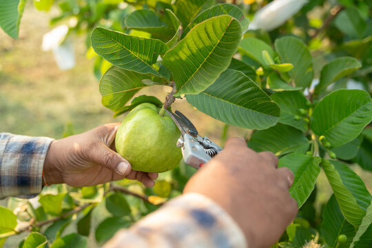 Harvesting Guava: A person's hands carefully harvest a ripe guava fruit from a lush tree branch, showcasing the fresh produce of an orchard.