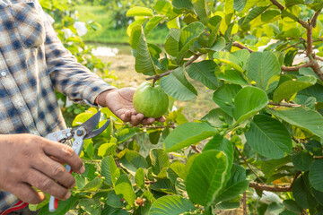 Harvesting the Bounty: A farmer meticulously harvests a guava from its thriving tree, showcasing...
