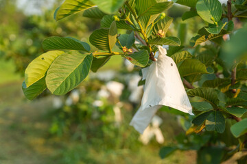 Guava Fruit Protection: A close-up shot captures the protective covering on a guava fruit,...