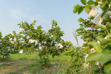 Guava Orchard Under Blue Sky: Capture the essence of a thriving guava orchard with lush green...