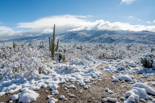 Snow Capped Serenity in Saguaro National Park, Arizona