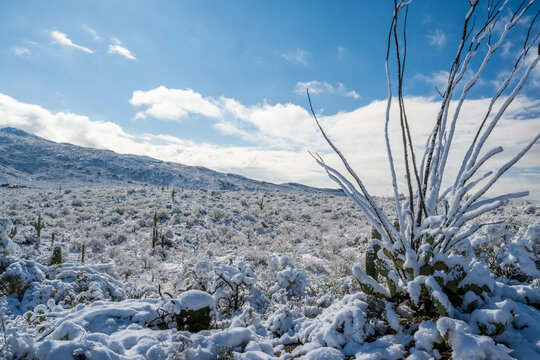 Snow Capped Serenity in Saguaro National Park, Arizona