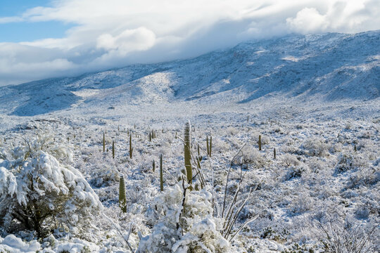 Snow Capped Serenity in Saguaro National Park, Arizona