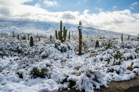 Snow Capped Serenity in Saguaro National Park, Arizona