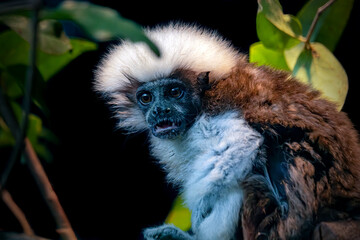 Portrait of Baby Cotton top tamarin