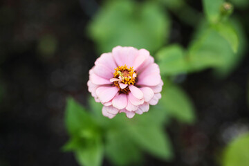 Obraz premium Pink zinnia flower in garden bed