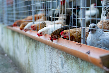 Barkyard Brahma Chickens in coop feeding on DIY feeder © Cavan