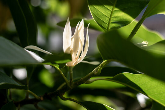 Closeup of Blooming White Champaca Flower In Sunlight