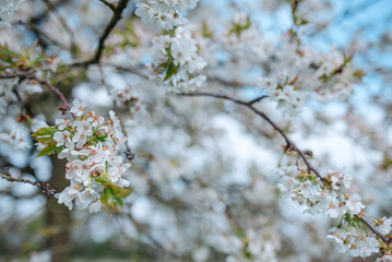 Obraz premium Close up shut of cherry blossom under clear blue sky in Spring