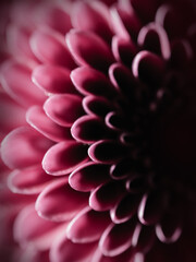 Pink Flower – Petal Curve Detail