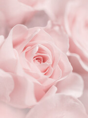 Fototapeta premium Soft Pink Rose – Gentle Close-Up