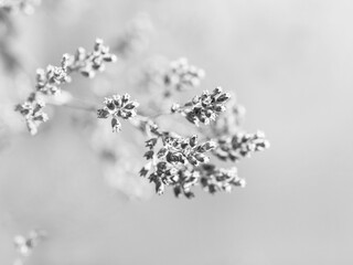 Last Year Flowers – Soft Whisper of Seed Pods