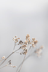 Last Year Flowers – Autumn Light Composition