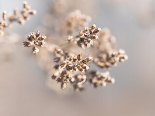 Last Year Flowers – Subtle Autumn Composition