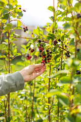 Hand reaching in to pick fresh wild serviceberry from bush