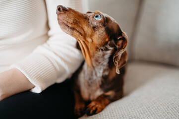 Mini Dachshund with Unique Blue Eye Sitting Next to Owner