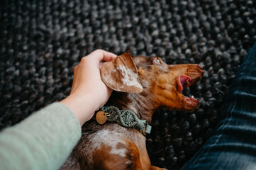 Dachshund with Stylish Rope Collar Yawning While Being Petted