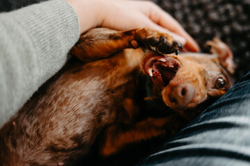 Playful Dachshund Puppy Yawning on Owner's Lap While Being Petted