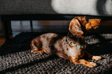 Loyal mini Dachshund Companion Resting on Dark Woven Carpet