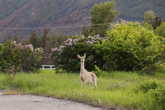 Thin, malnourished mule deer stands by old wild fire zone