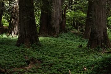 Dense Forest Floor Beneath Towering Trees at Mount Rainier