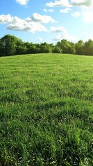 Obraz premium Lush green field under a vibrant blue sky. A gently sloping expanse of grass stretches towards a line of trees. Sunlight illuminates the scene