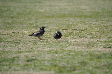 ムクドリのいる風景、芝生の公園