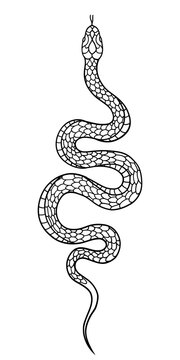 Snake Line Art Illustration. Tattoo Design and Inspiration. Vector Graphic